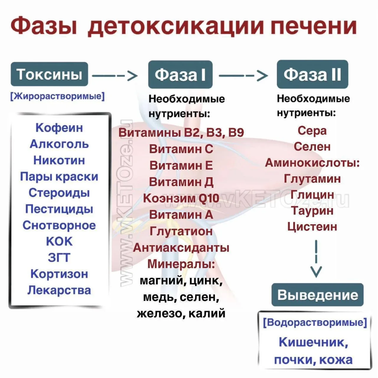 У кого ежедневный рацион выстроен грамотно, тот на постоянной основе находится в непрерывном детоксе
