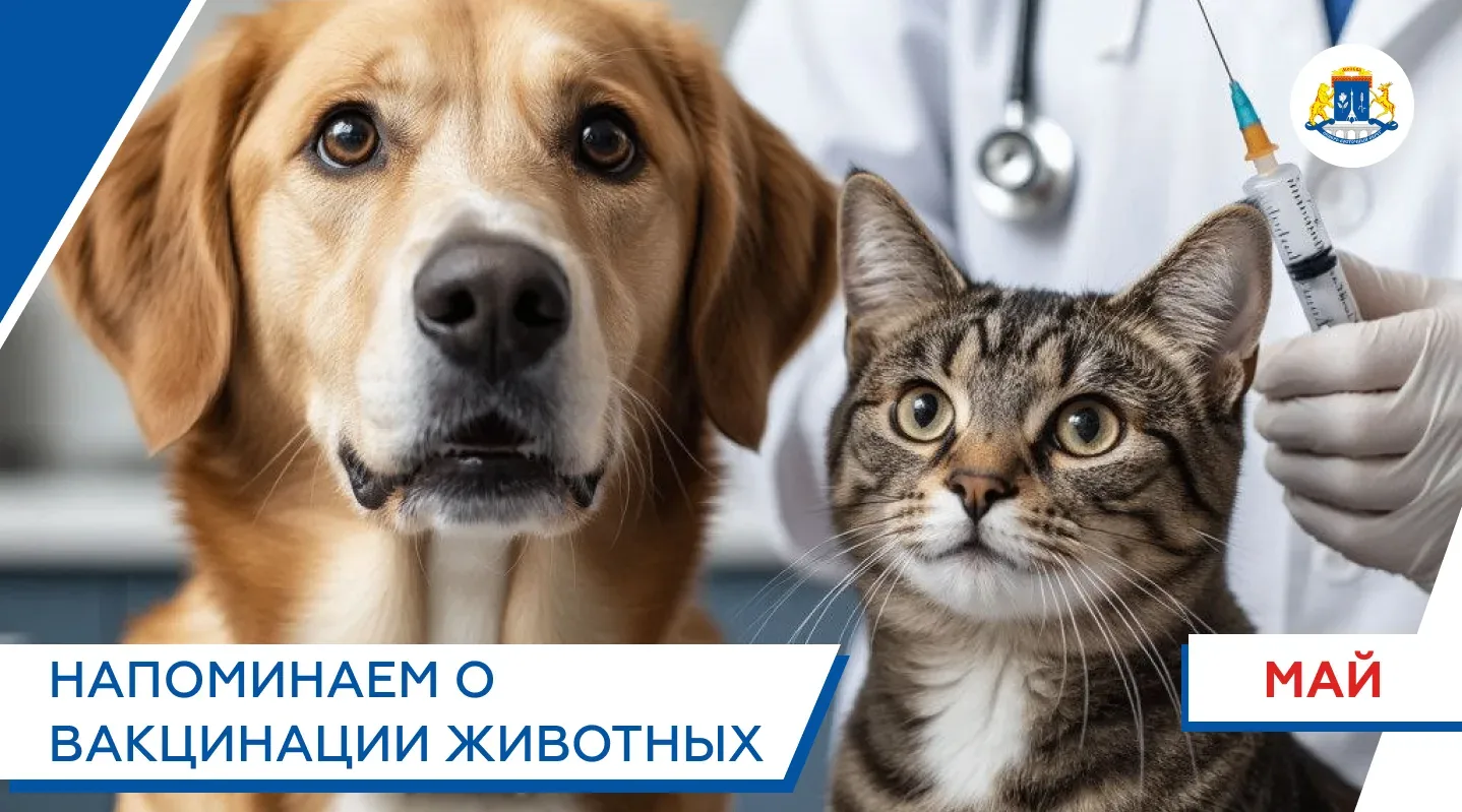 Бешенство не лечится, но его можно предотвратить. Есть всего 1 прививка в год, которая спасет жизнь.