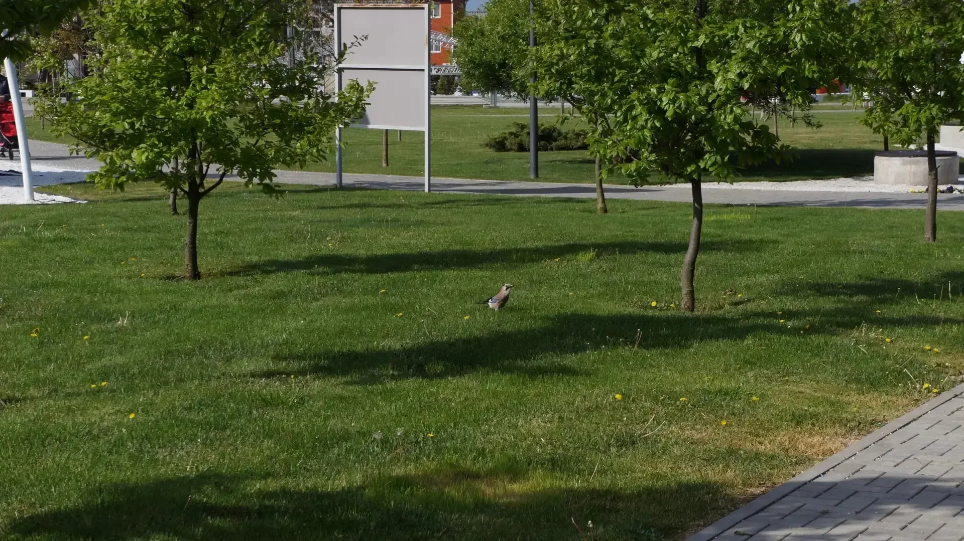 🌳 Сойка поселилась в Темрюке. В этот раз она попала в объектив корреспондента в парке Пушкина.  Инте
