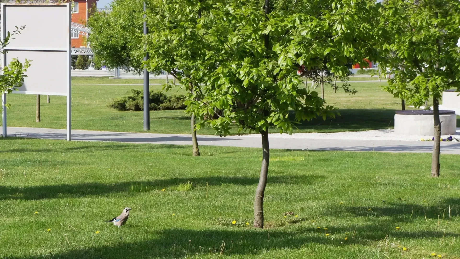 🌳 Сойка поселилась в Темрюке. В этот раз она попала в объектив корреспондента в парке Пушкина.  Инте
