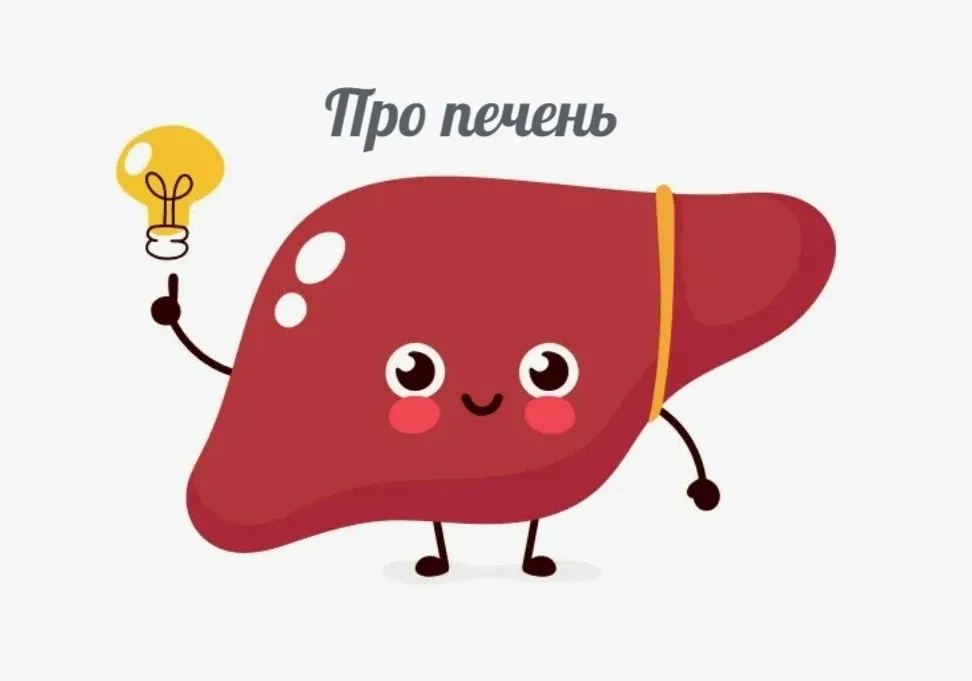 Печень — это не фильтр.  Это склад.  И стратег.  Именно в печени хранятся: • гликоген — источник эне