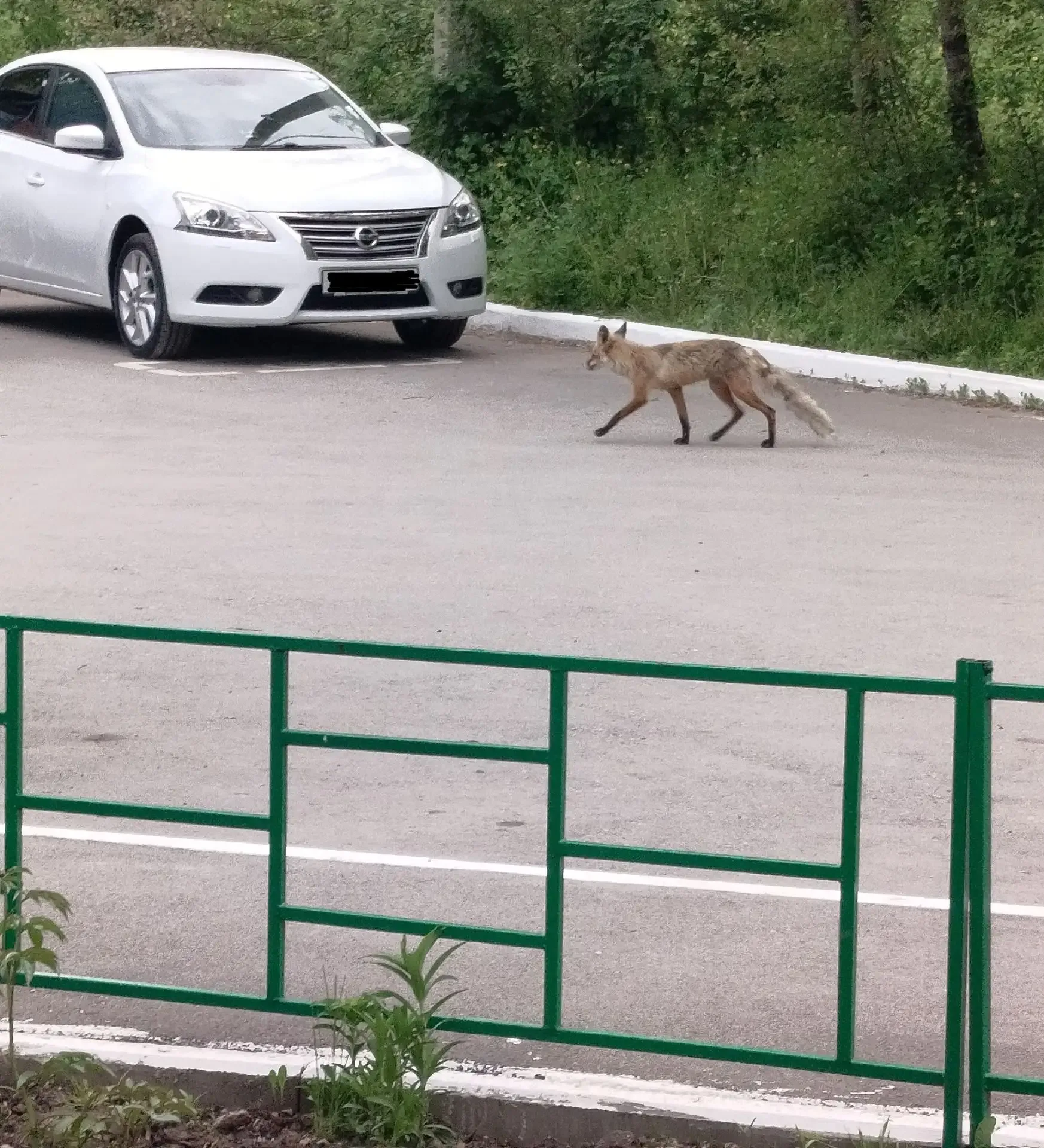 🦊 Встреча с лисой в городе: правила безопасности для жителей!  В последнее время горожане всё чаще н
