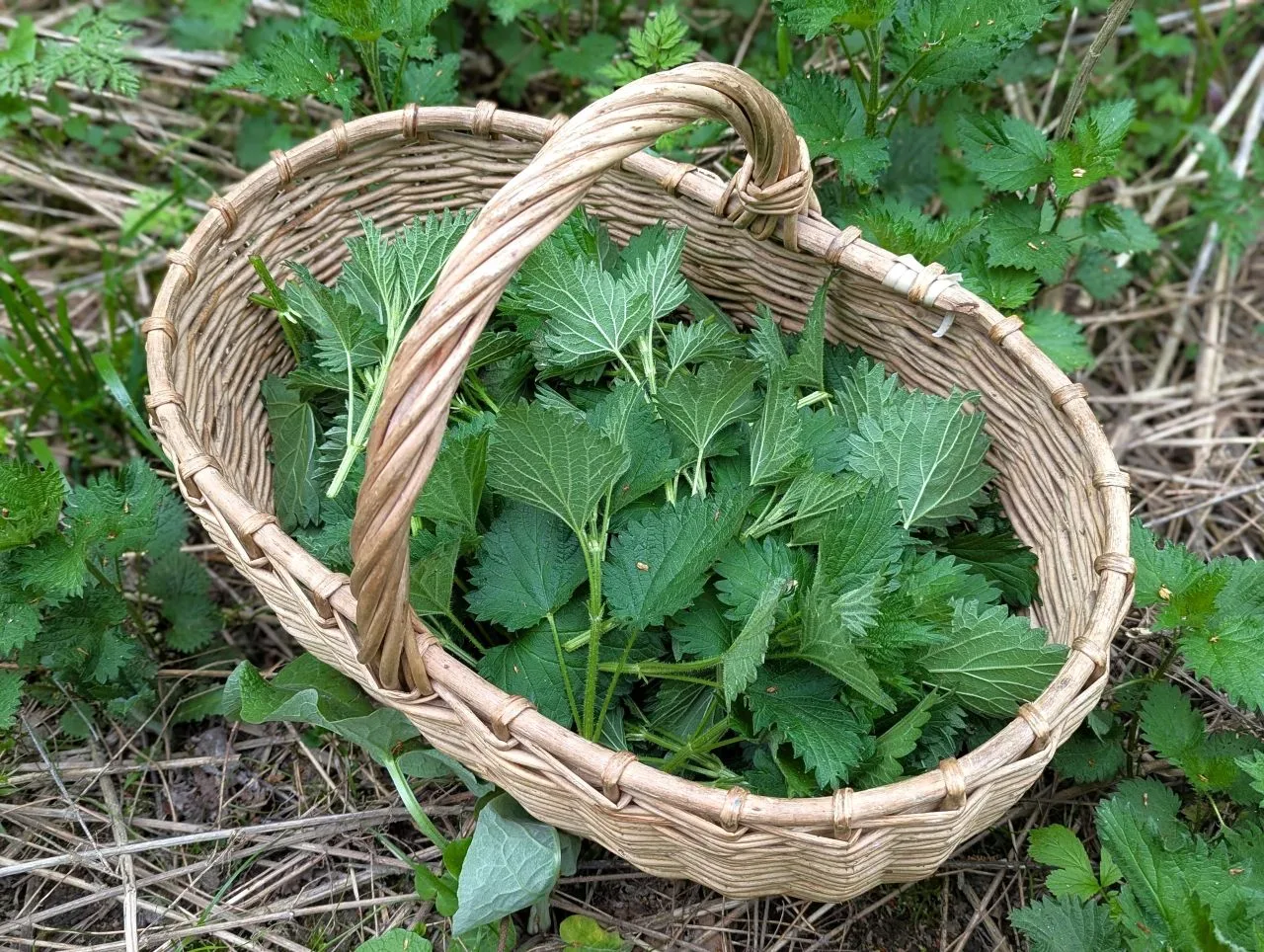 8 рецептов с Крапивой - анемия, камни, суставы, кровотечения, волосы  🌿 Еще с давних пор заметили, ч