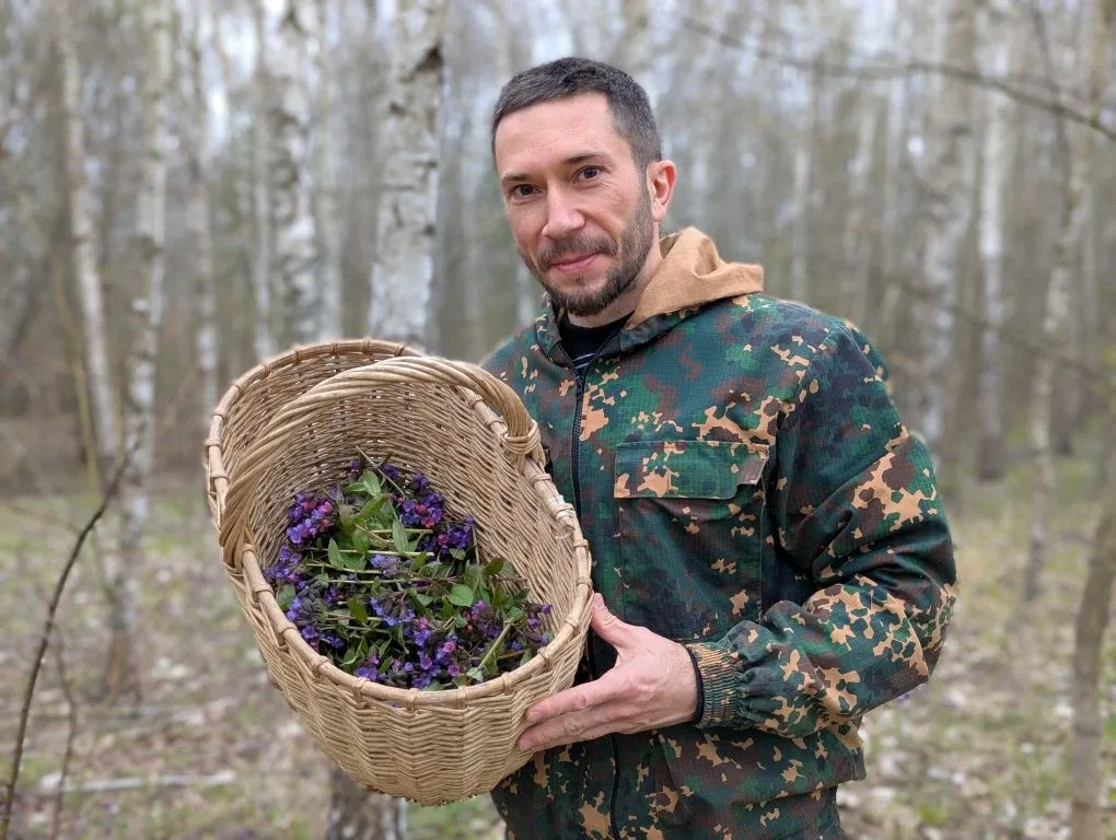 Ее называли Живой травой лесовой  Медуницу лекарственную и неясную все еще можно сейчас собрать в цв