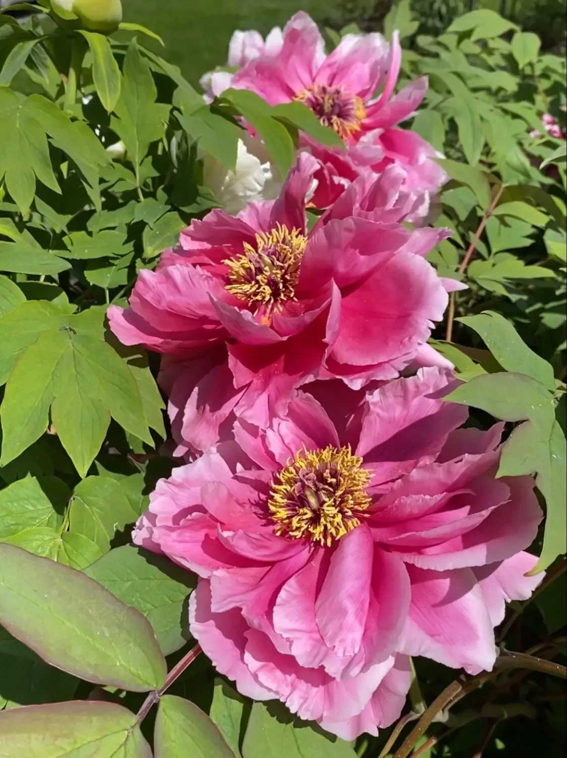 В саду все зацвело 🌷  Началась самая яркая и ароматная пора, в которую наш сад превращается в райски
