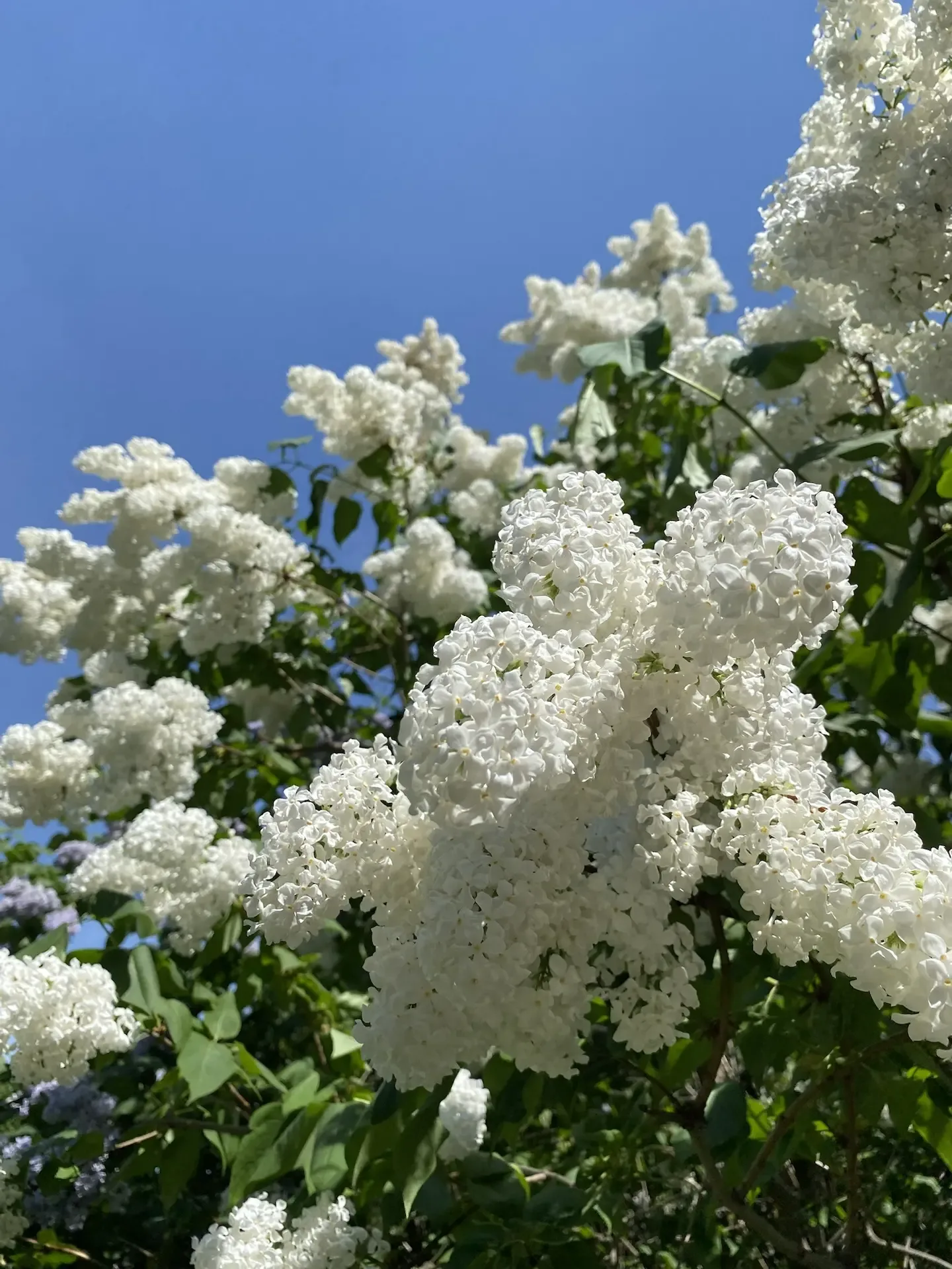 В саду все зацвело 🌷  Началась самая яркая и ароматная пора, в которую наш сад превращается в райски