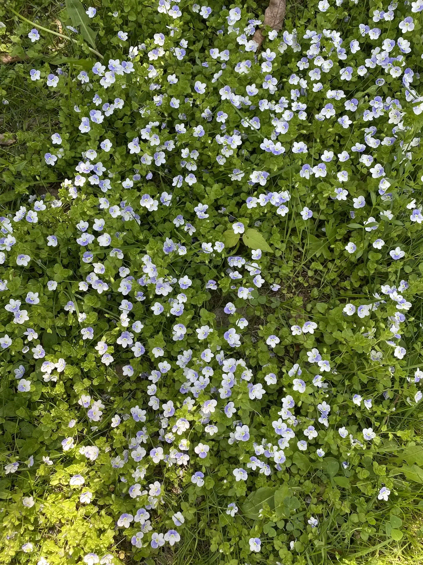 В саду все зацвело 🌷  Началась самая яркая и ароматная пора, в которую наш сад превращается в райски