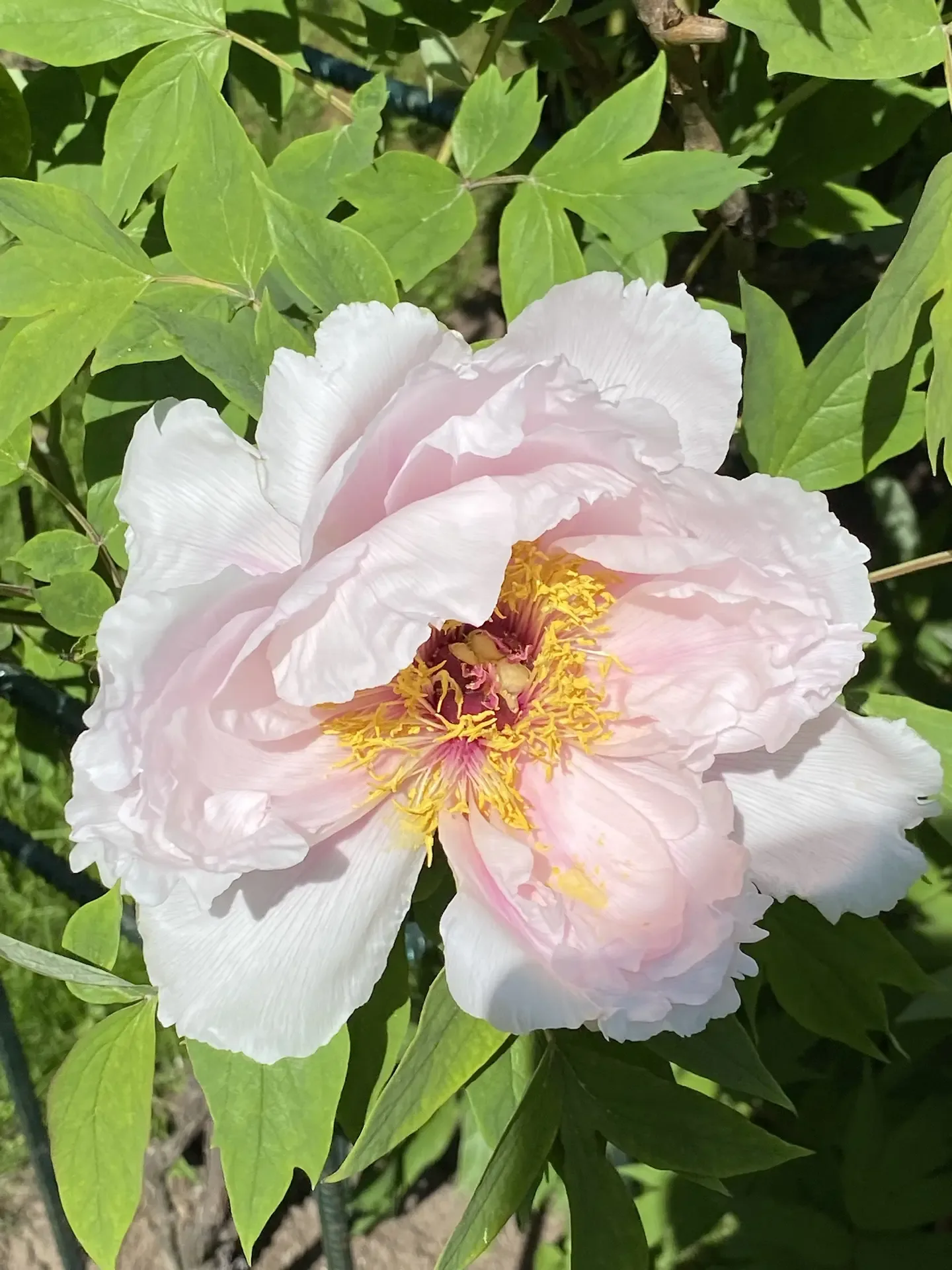 В саду все зацвело 🌷  Началась самая яркая и ароматная пора, в которую наш сад превращается в райски