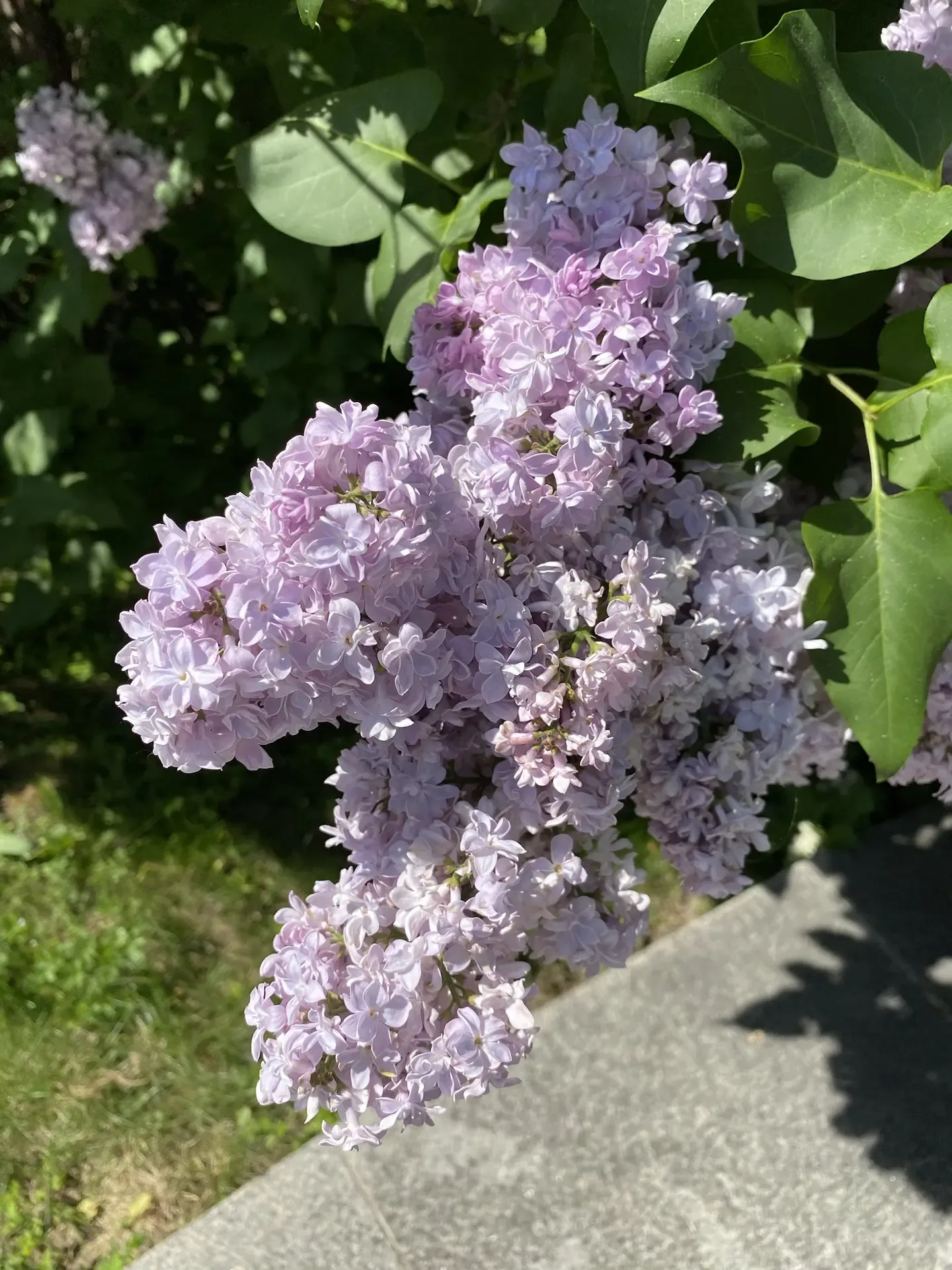 В саду все зацвело 🌷  Началась самая яркая и ароматная пора, в которую наш сад превращается в райски