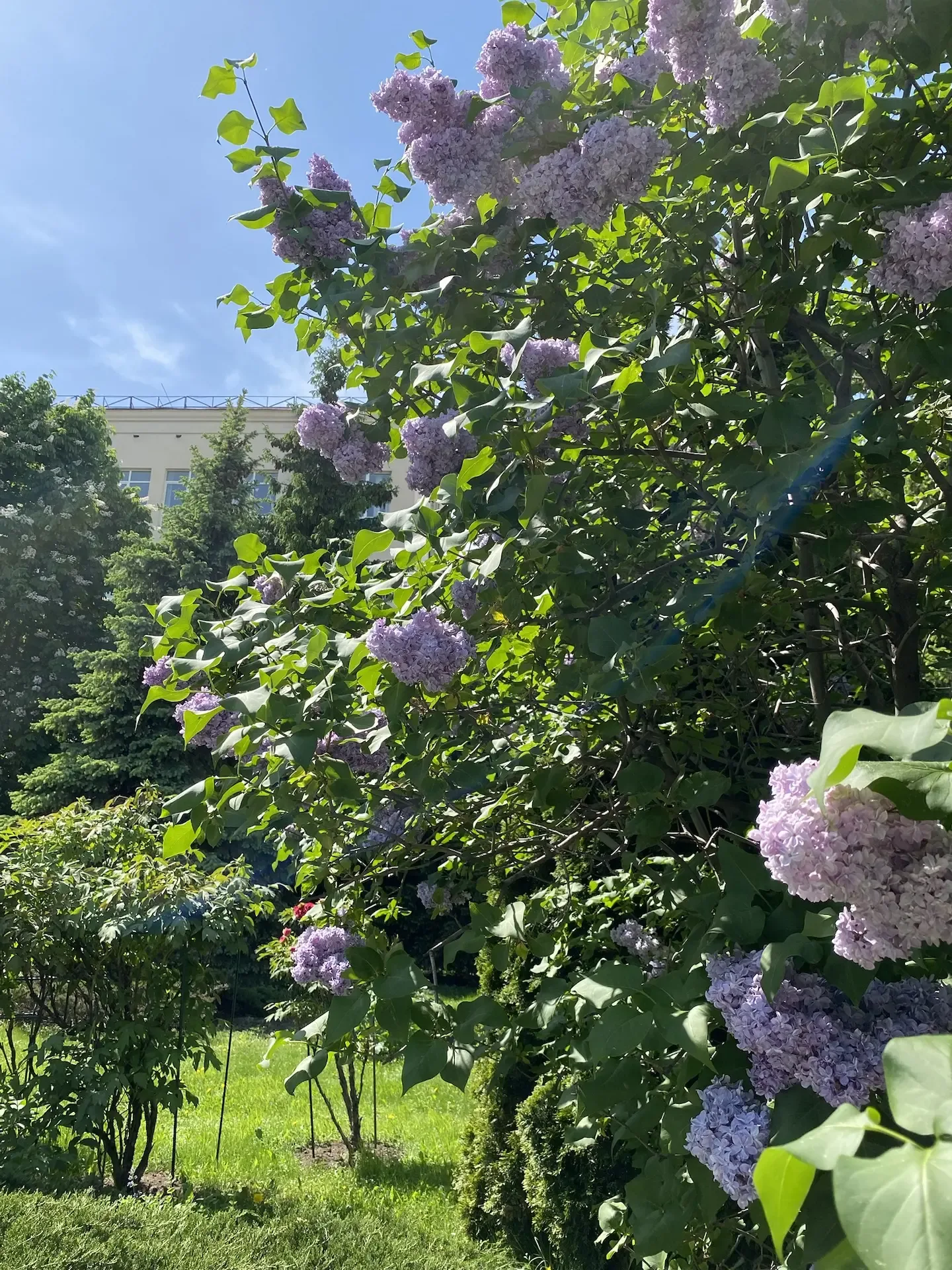В саду все зацвело 🌷  Началась самая яркая и ароматная пора, в которую наш сад превращается в райски