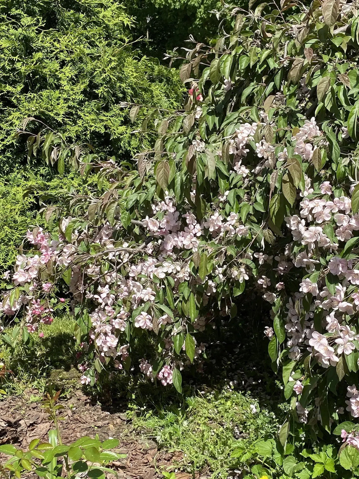 В саду все зацвело 🌷  Началась самая яркая и ароматная пора, в которую наш сад превращается в райски