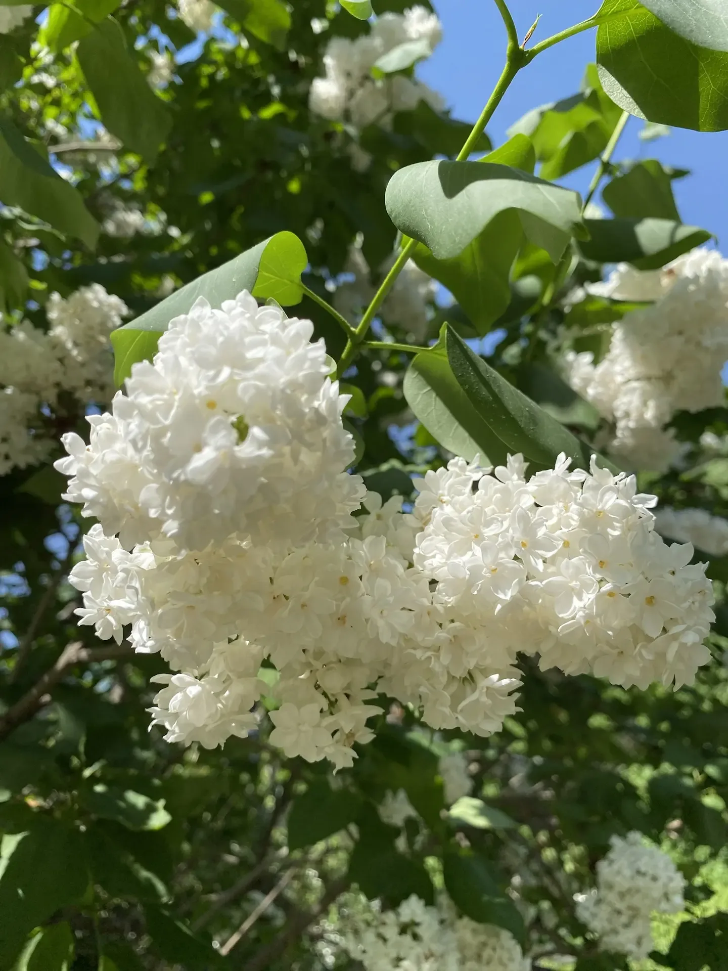 В саду все зацвело 🌷  Началась самая яркая и ароматная пора, в которую наш сад превращается в райски