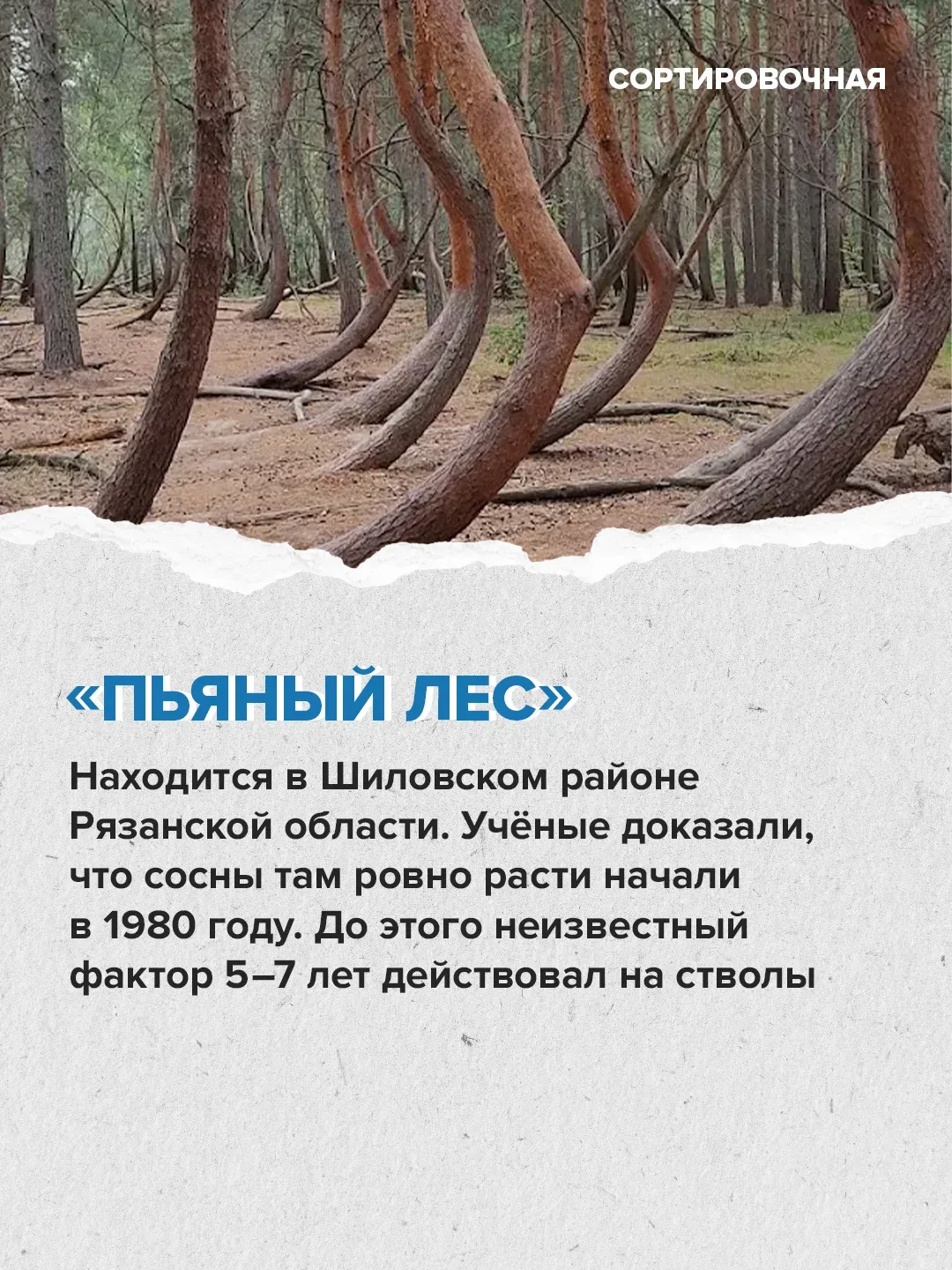 🌲🌳 В стране появляется больше лесов, чем теряется  Об этом заявил первый вице-спикер Совета Федераци