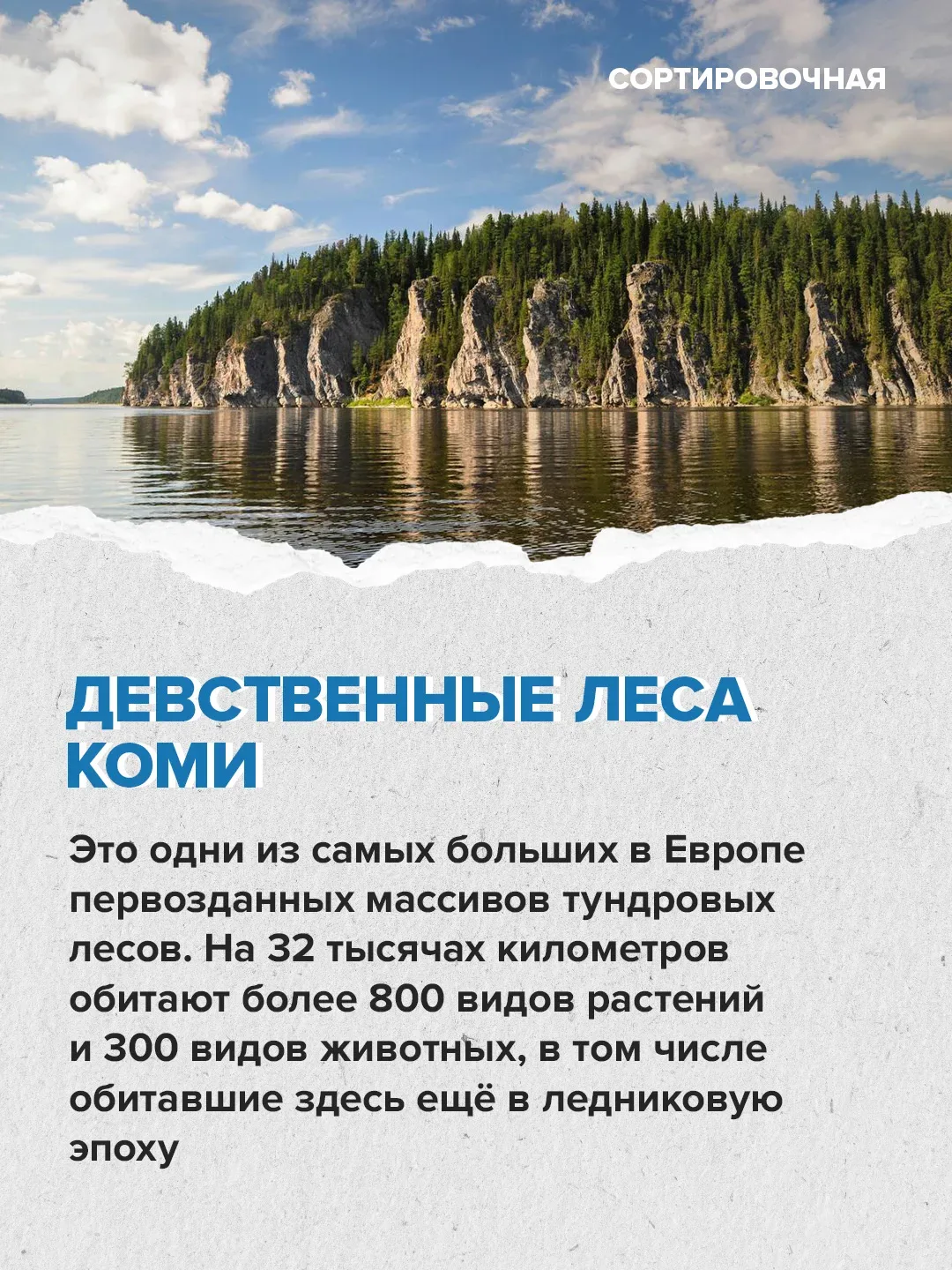 🌲🌳 В стране появляется больше лесов, чем теряется  Об этом заявил первый вице-спикер Совета Федераци
