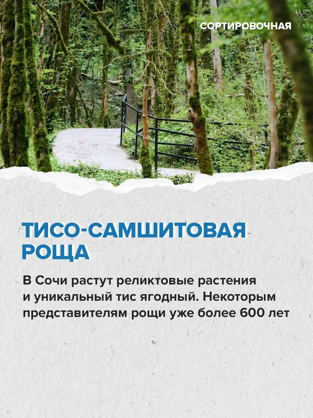 🌲🌳 В стране появляется больше лесов, чем теряется  Об этом заявил первый вице-спикер Совета Федераци