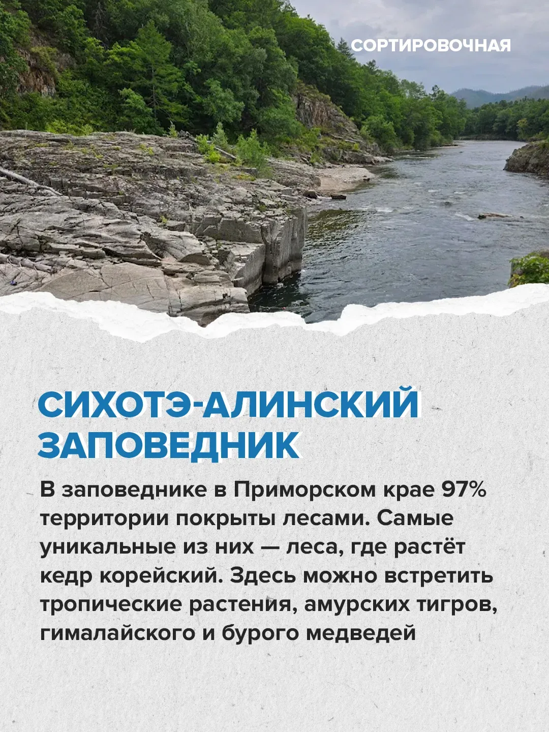 🌲🌳 В стране появляется больше лесов, чем теряется  Об этом заявил первый вице-спикер Совета Федераци