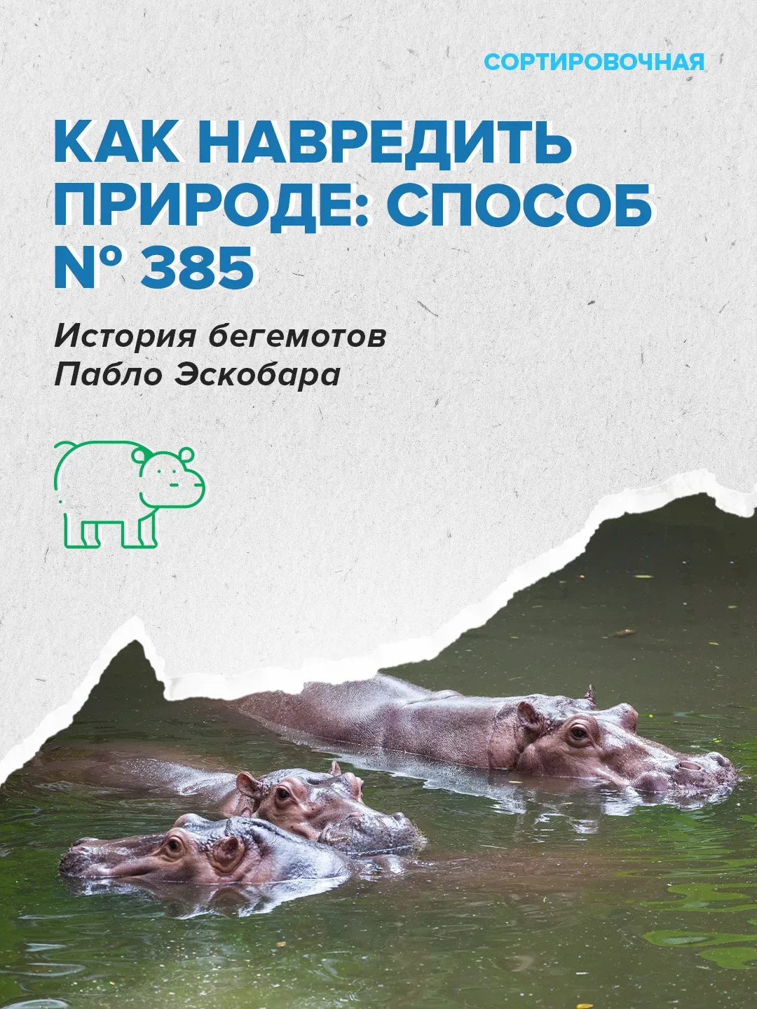 🥺 Мир переживает за судьбу бегемотов на бывшей вилле Пабло Эскобара   Активисты выступают против уни
