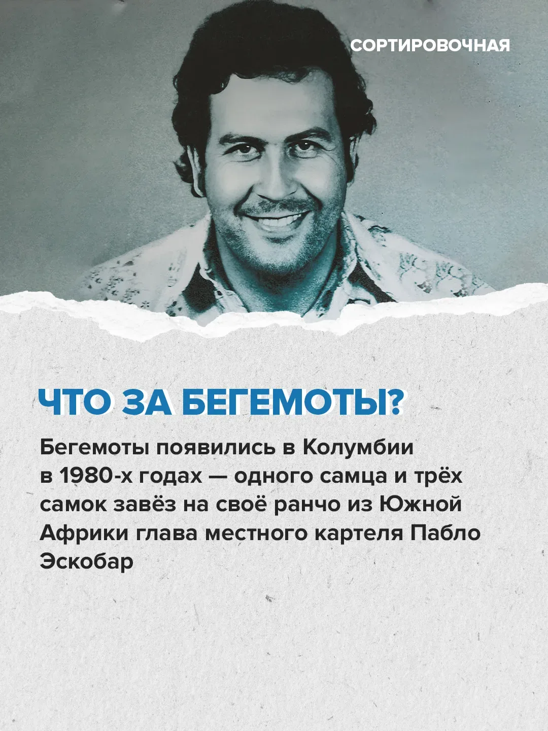 🥺 Мир переживает за судьбу бегемотов на бывшей вилле Пабло Эскобара   Активисты выступают против уни