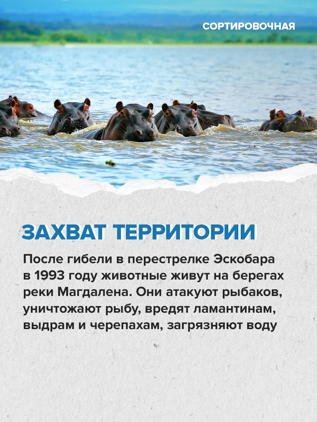🥺 Мир переживает за судьбу бегемотов на бывшей вилле Пабло Эскобара   Активисты выступают против уни