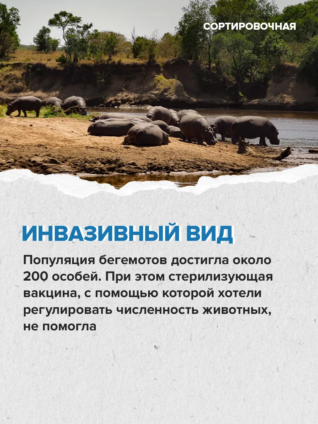 🥺 Мир переживает за судьбу бегемотов на бывшей вилле Пабло Эскобара   Активисты выступают против уни