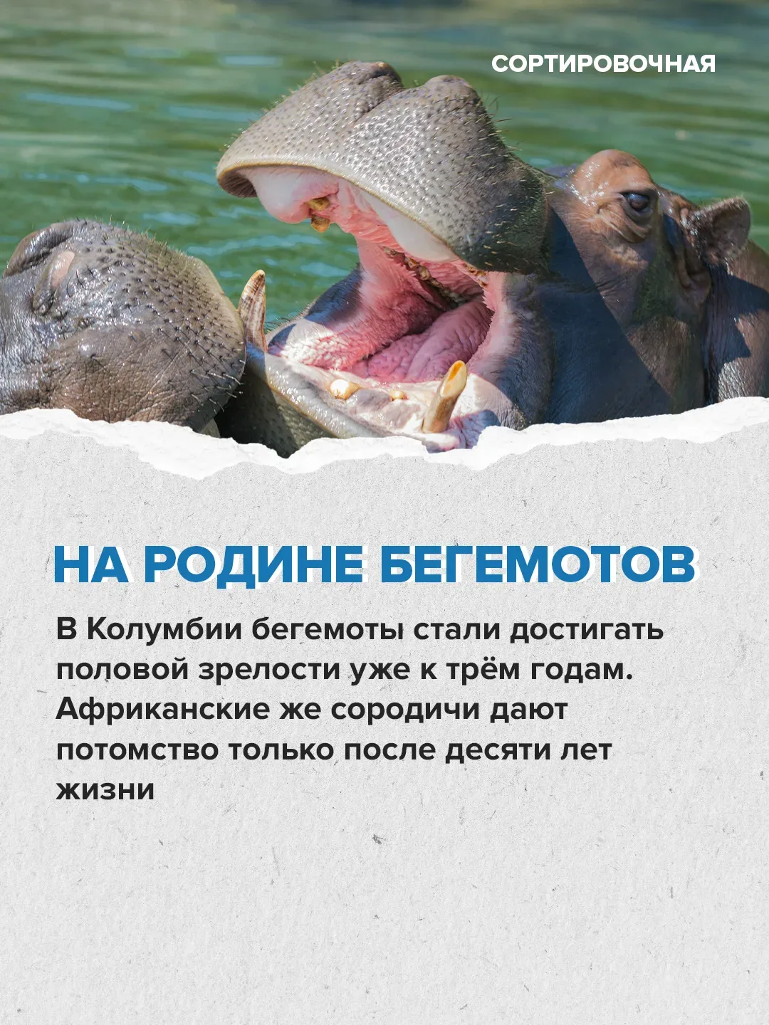 🥺 Мир переживает за судьбу бегемотов на бывшей вилле Пабло Эскобара   Активисты выступают против уни