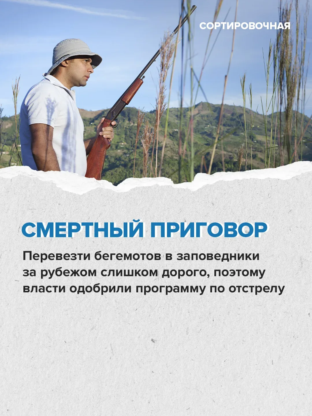 🥺 Мир переживает за судьбу бегемотов на бывшей вилле Пабло Эскобара   Активисты выступают против уни