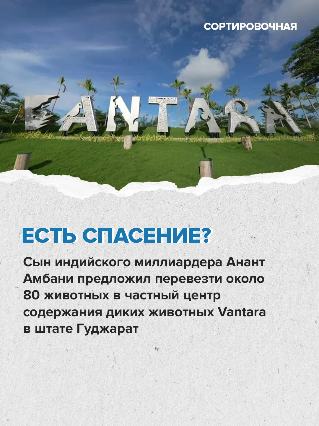 🥺 Мир переживает за судьбу бегемотов на бывшей вилле Пабло Эскобара   Активисты выступают против уни