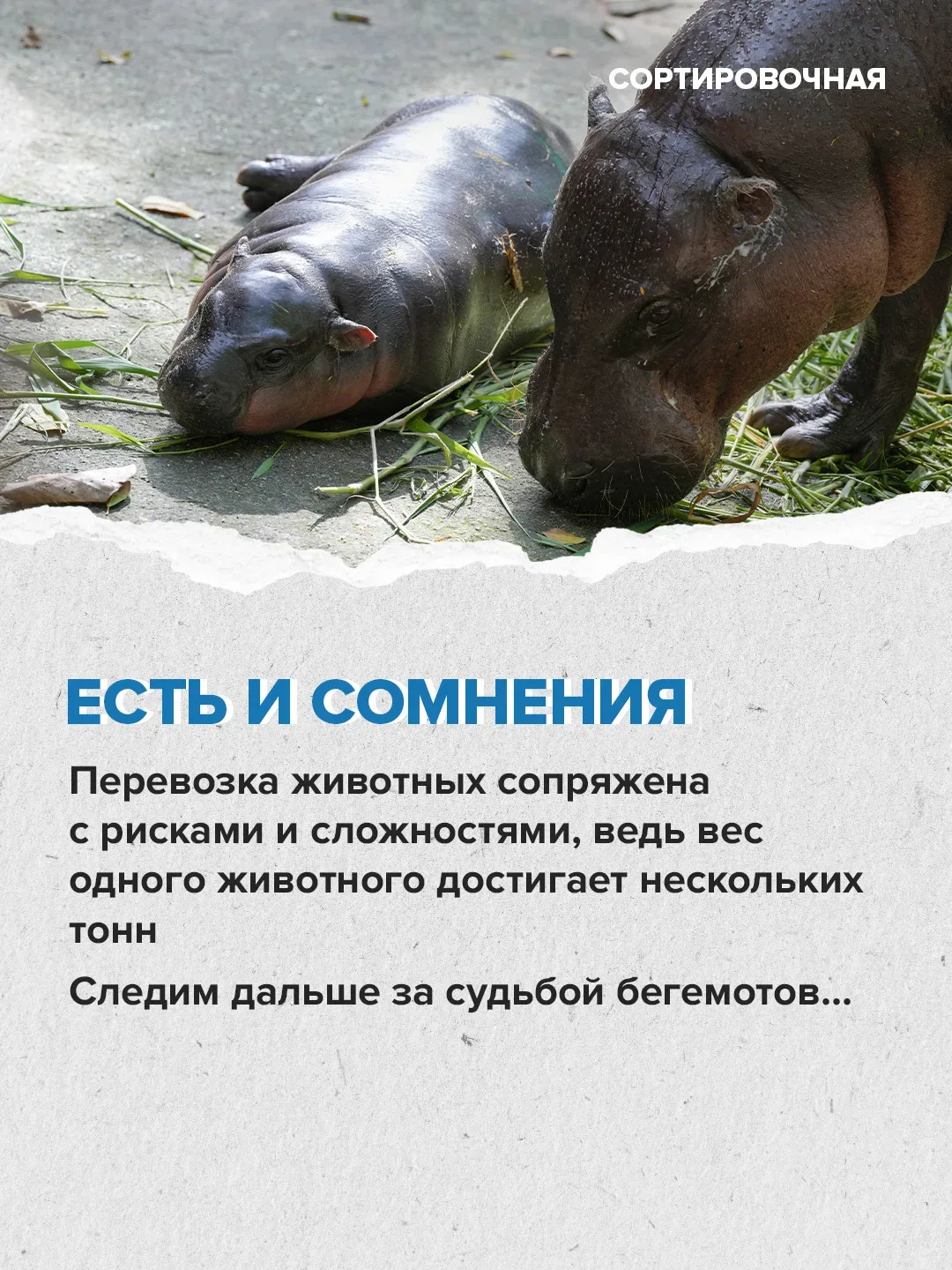 🥺 Мир переживает за судьбу бегемотов на бывшей вилле Пабло Эскобара   Активисты выступают против уни