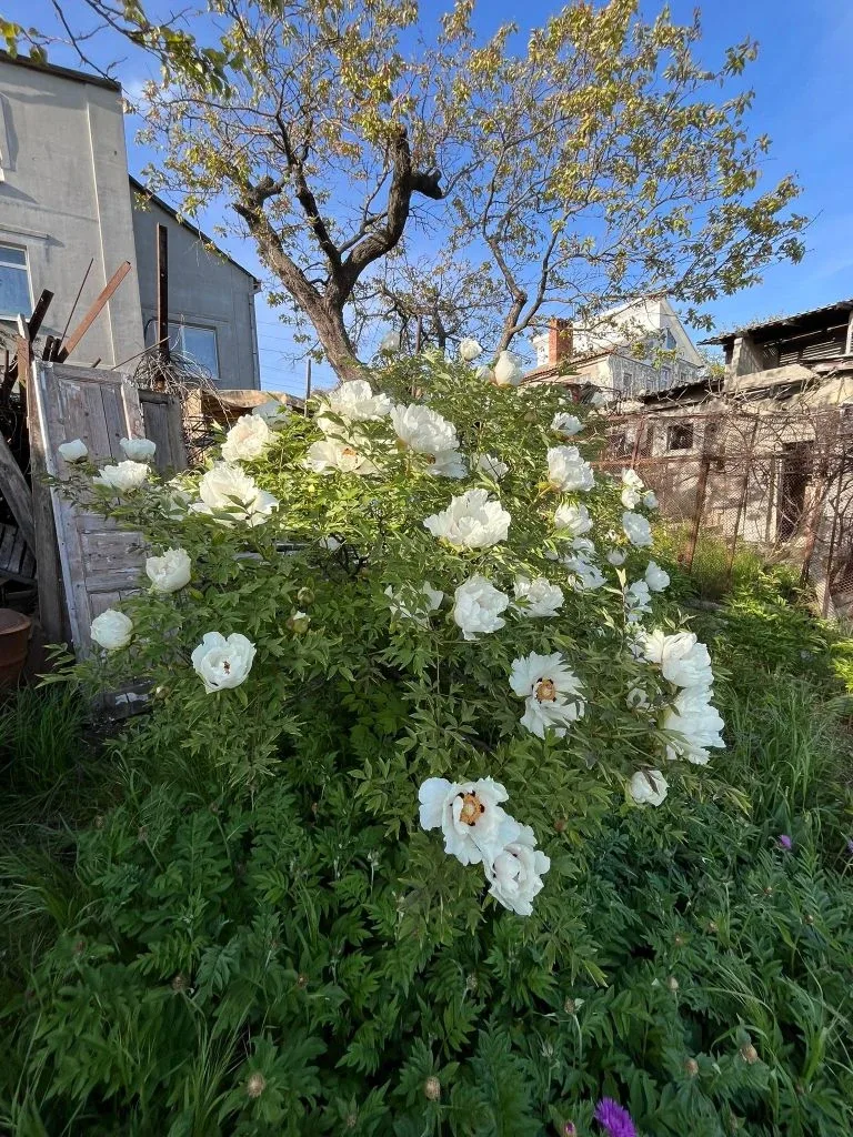 🏡 Продам дачу в черте Мариуполя. С гаражом и видом на город  📍 Локация: г. Мариуполь, ул. Ткаченко-П