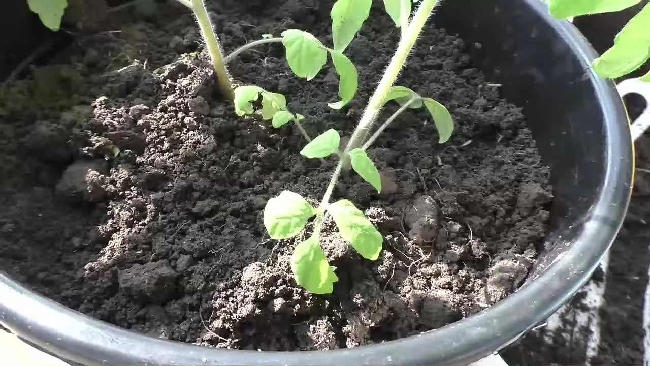 Видео