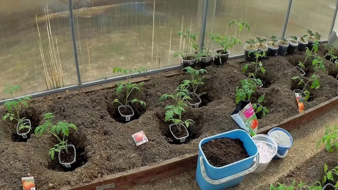 🍅 ТОМАТЫ В ТЕПЛИЦУ: ПЕРЕЕЗД БЕЗ СТРЕССА  Май — время новоселья для рассады. Но просто закопать стебе