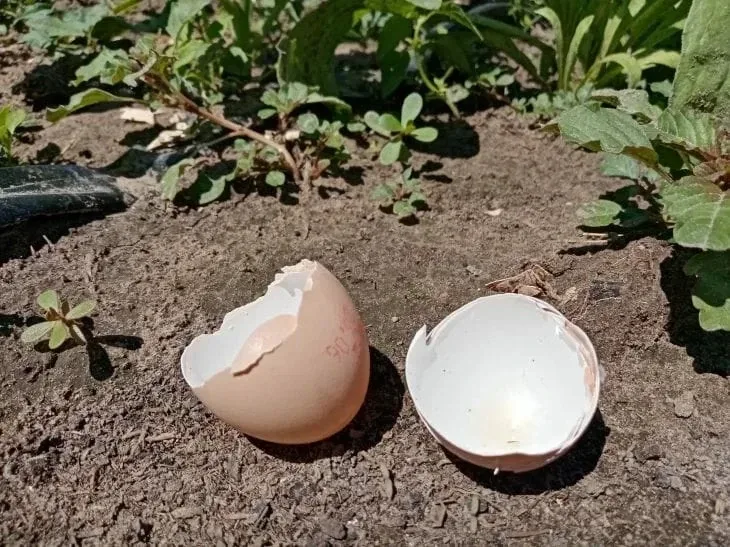 🥚 ЯИЧНАЯ СКОРЛУПА: НЕ ВЫБРАСЫВАЙТЕ, ЭТО КЛАДЕЗЬ КАЛЬЦИЯ!  Скорлупа — не просто отход, а медленное уд