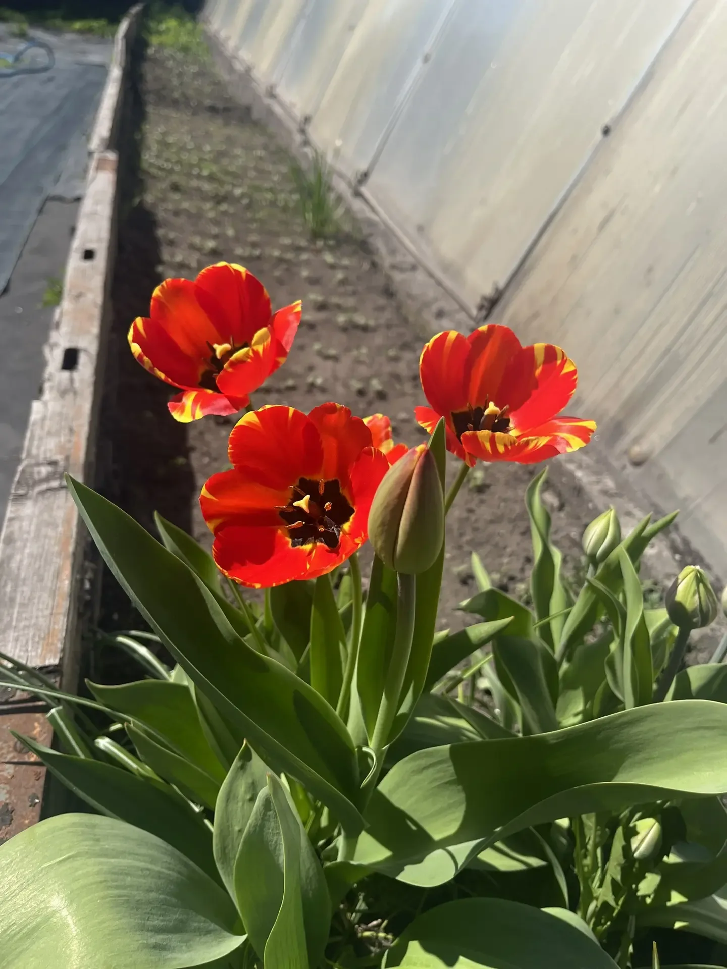 🌷 НЕ ВЫКОПАЛ ТЮЛЬПАНЫ? ГОТОВЬСЯ К СЮРПРИЗАМ  Многие думают: «Зачем лишняя работа? Пусть растут как м