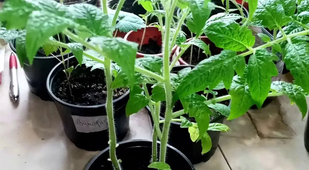 🌱 РАССАДА ПЕРЕРОСЛА? НЕ ВЫБРАСЫВАЙТЕ, СПАСАЙТЕ!  Май на дворе, а томаты уже «жирафы», огурцы тянутся