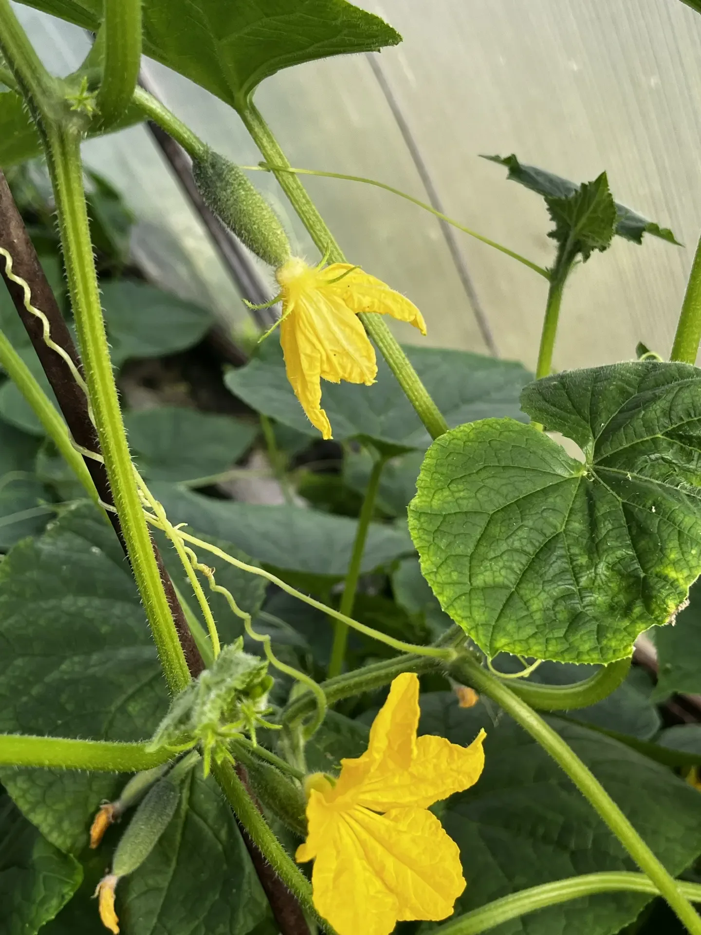 🥒 ТОП-3 ПОДКОРМКИ ДЛЯ ОГУРЦОВ: ХРУСТЯТ И НЕ ГОРЧАТ  Огурцы – настоящие обжоры, и вкус у них зависит 