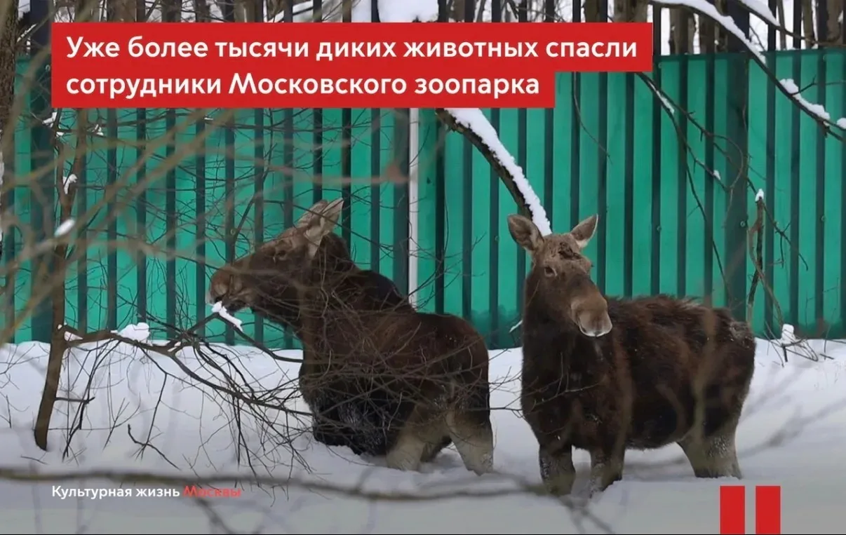 Более тысячи диких животных спасли в Москве за 10 месяцев    Сотрудники отдела спасения Московского 