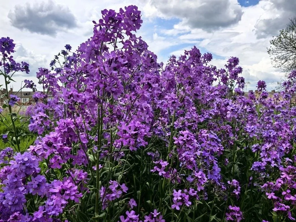 🌥В четверг прогнозируют облачную погоду с прояснениями и кратковременные дожди.  Столбики термометро