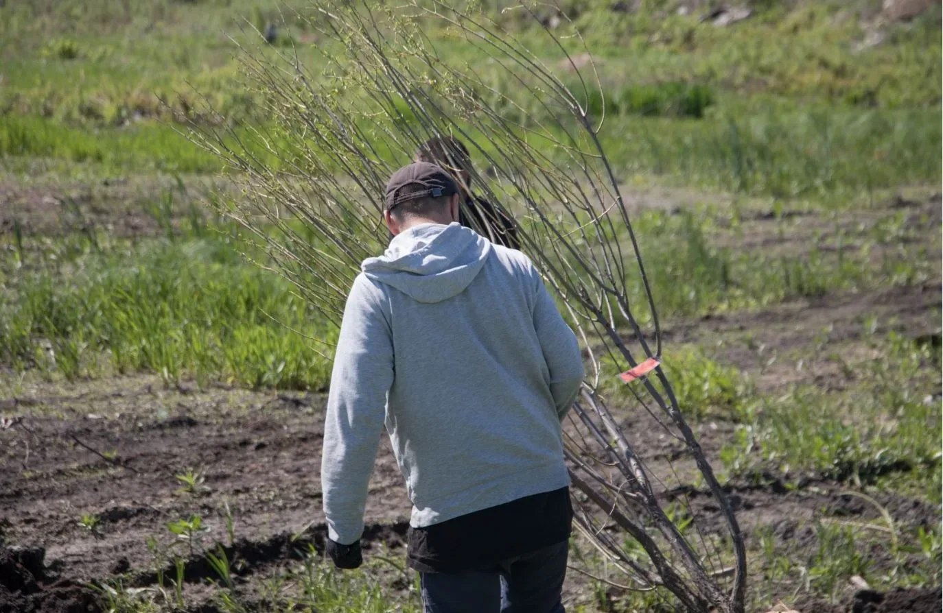 Вдоль шоссе им.Тюнина курганцев уже радует зеленая аллея из молодых саженцев. Сегодня здесь продолжа