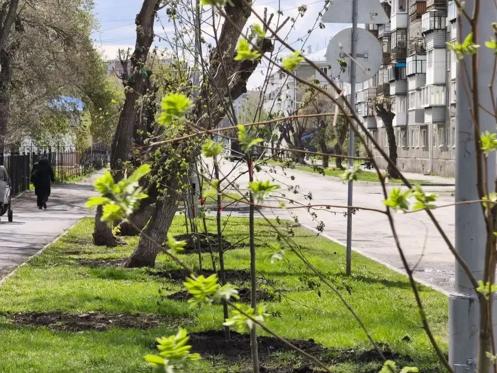 В Кургане продолжается весенняя озеленительная кампания. Сегодня работы по посадке деревьев ведутся 