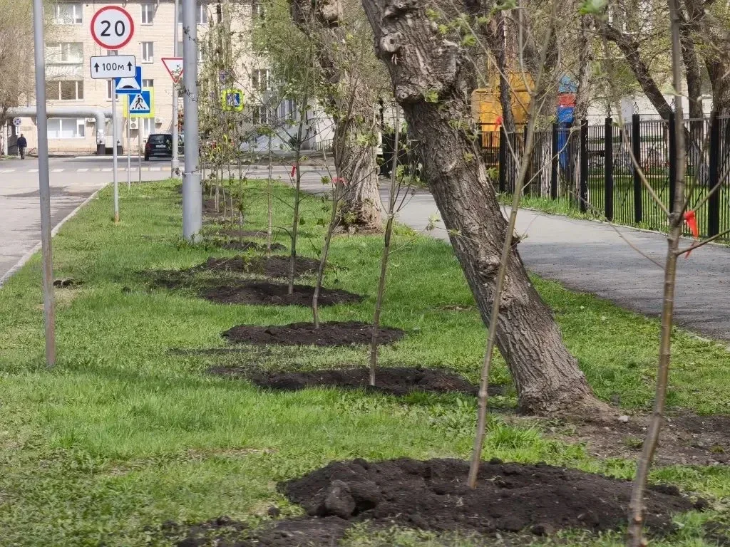 В Кургане продолжается весенняя озеленительная кампания. Сегодня работы по посадке деревьев ведутся 
