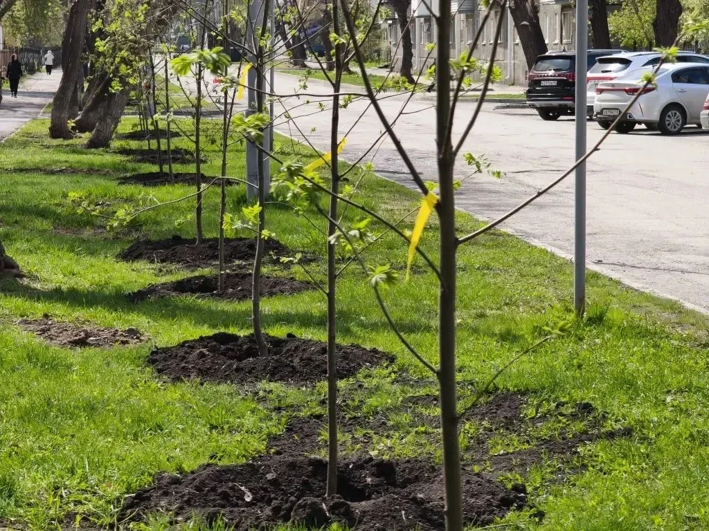В Кургане продолжается весенняя озеленительная кампания. Сегодня работы по посадке деревьев ведутся 