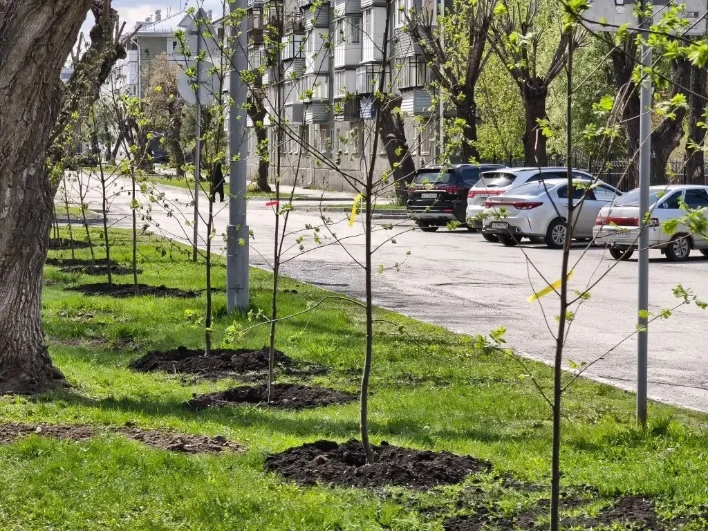 В Кургане продолжается весенняя озеленительная кампания. Сегодня работы по посадке деревьев ведутся 