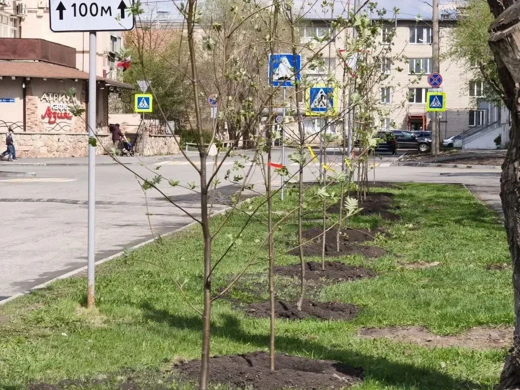 В Кургане продолжается весенняя озеленительная кампания. Сегодня работы по посадке деревьев ведутся 
