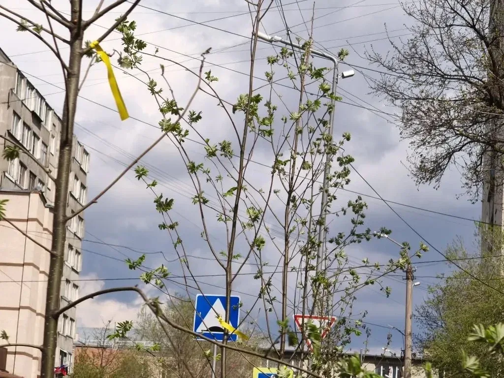 В Кургане продолжается весенняя озеленительная кампания. Сегодня работы по посадке деревьев ведутся 