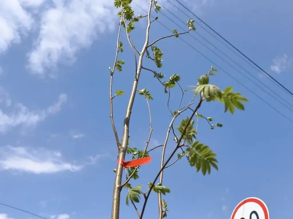 В Кургане продолжается весенняя озеленительная кампания. Сегодня работы по посадке деревьев ведутся 