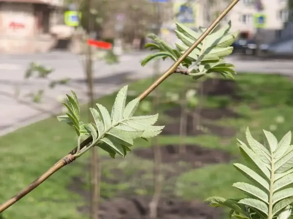 В Кургане продолжается весенняя озеленительная кампания. Сегодня работы по посадке деревьев ведутся 