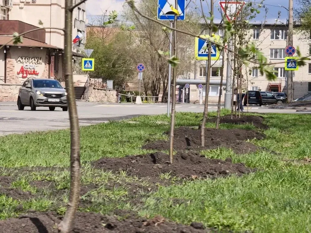 В Кургане продолжается весенняя озеленительная кампания. Сегодня работы по посадке деревьев ведутся 