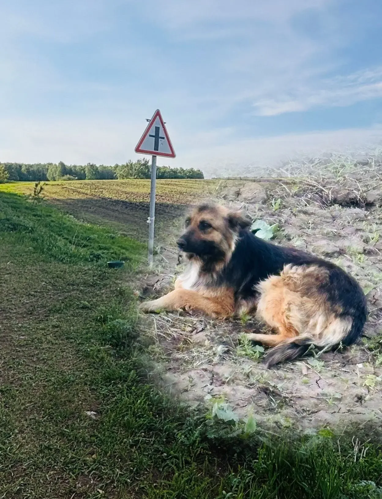 🐶❤️ В Чишминском районе, между деревнями Новые Ябалаклы и Булякбашево, появился свой Хатико   🥺Верны