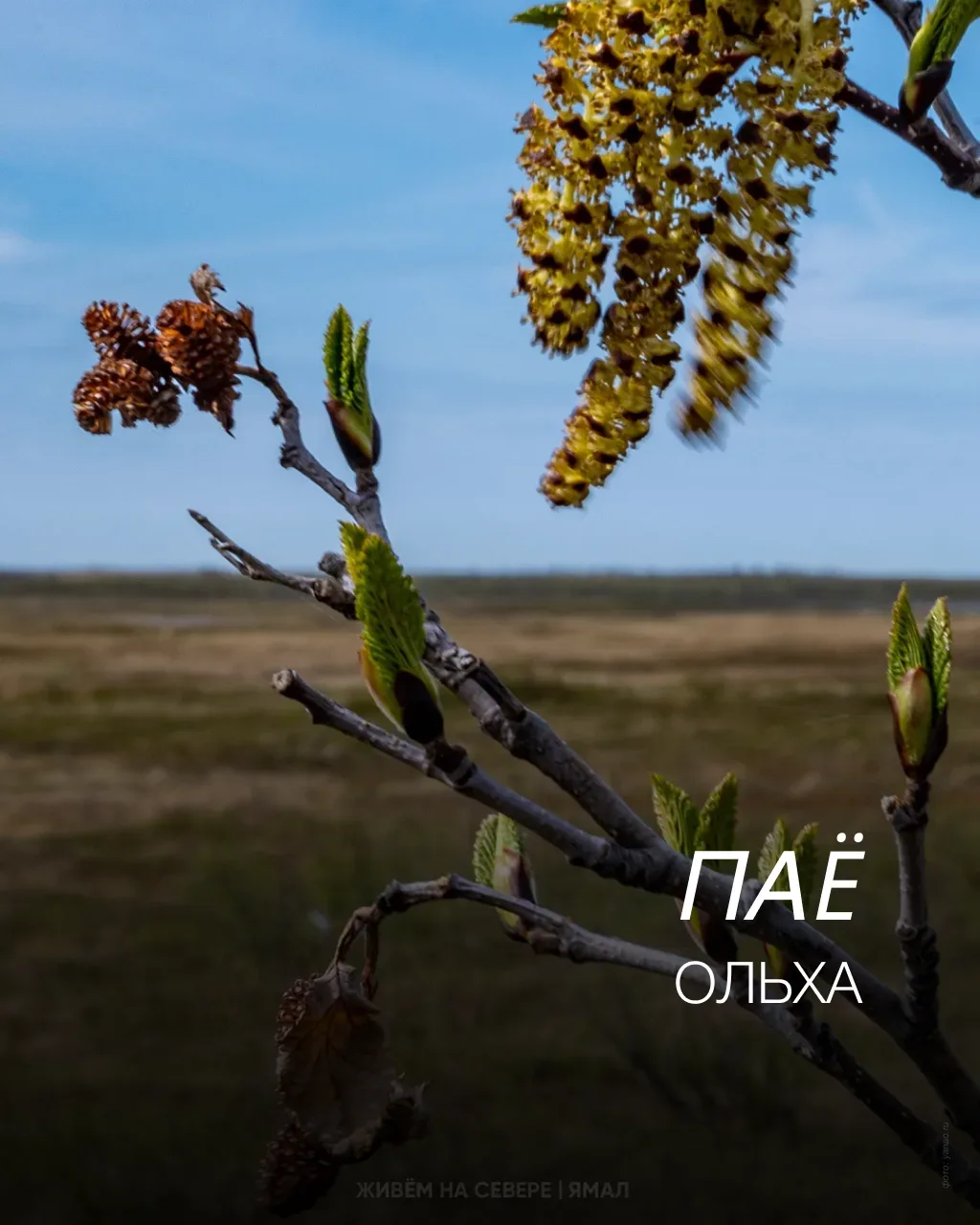 Рассказываем о жизни северной на ненецком языке. В ожидании, когда ямальские реки освободятся ото ль