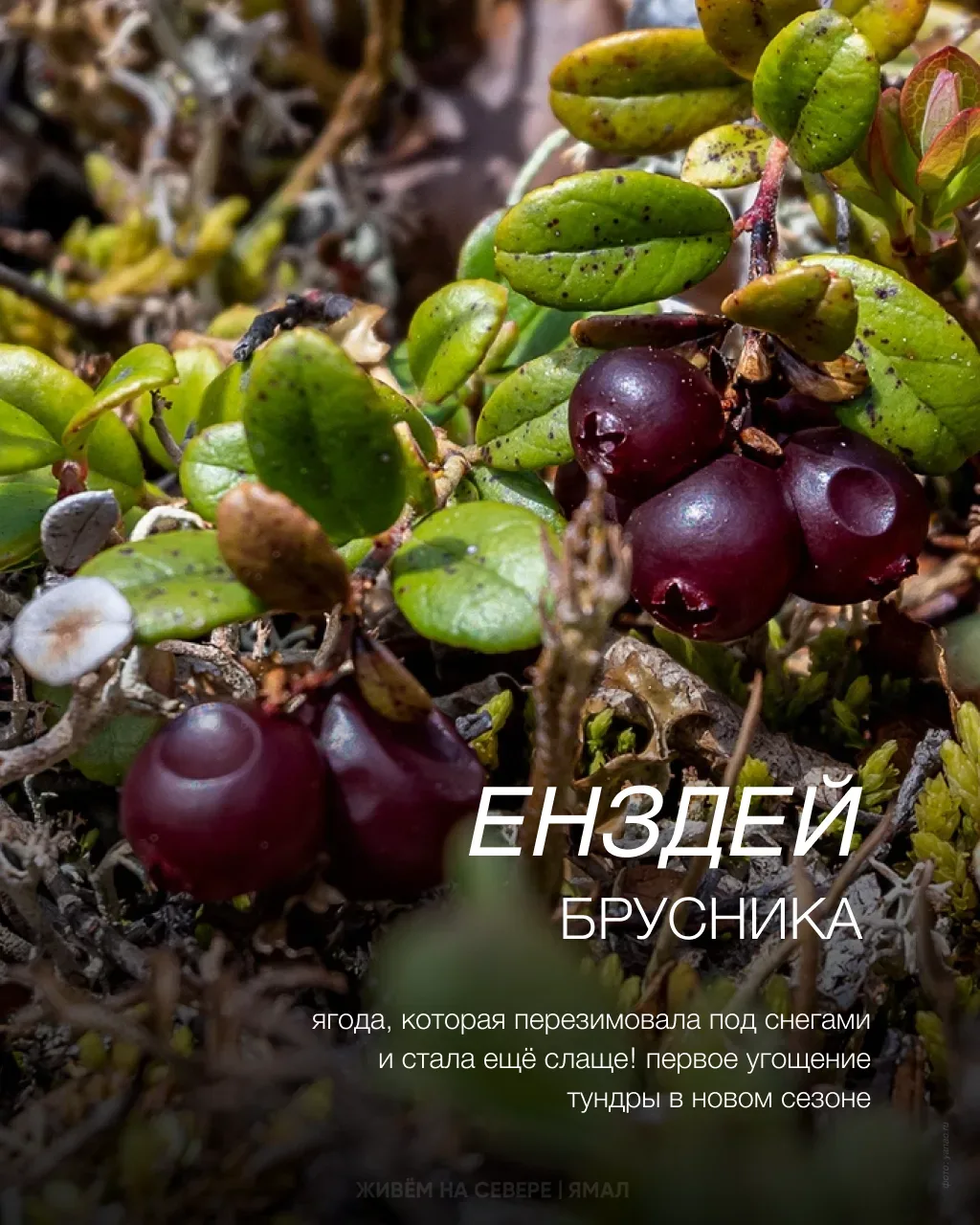 Рассказываем о жизни северной на ненецком языке. В ожидании, когда ямальские реки освободятся ото ль